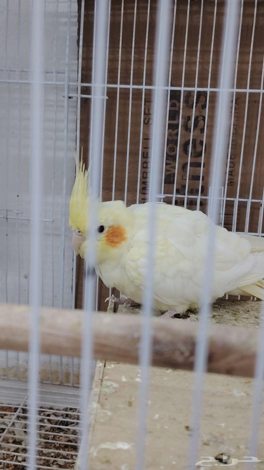 بريده64430913912834110