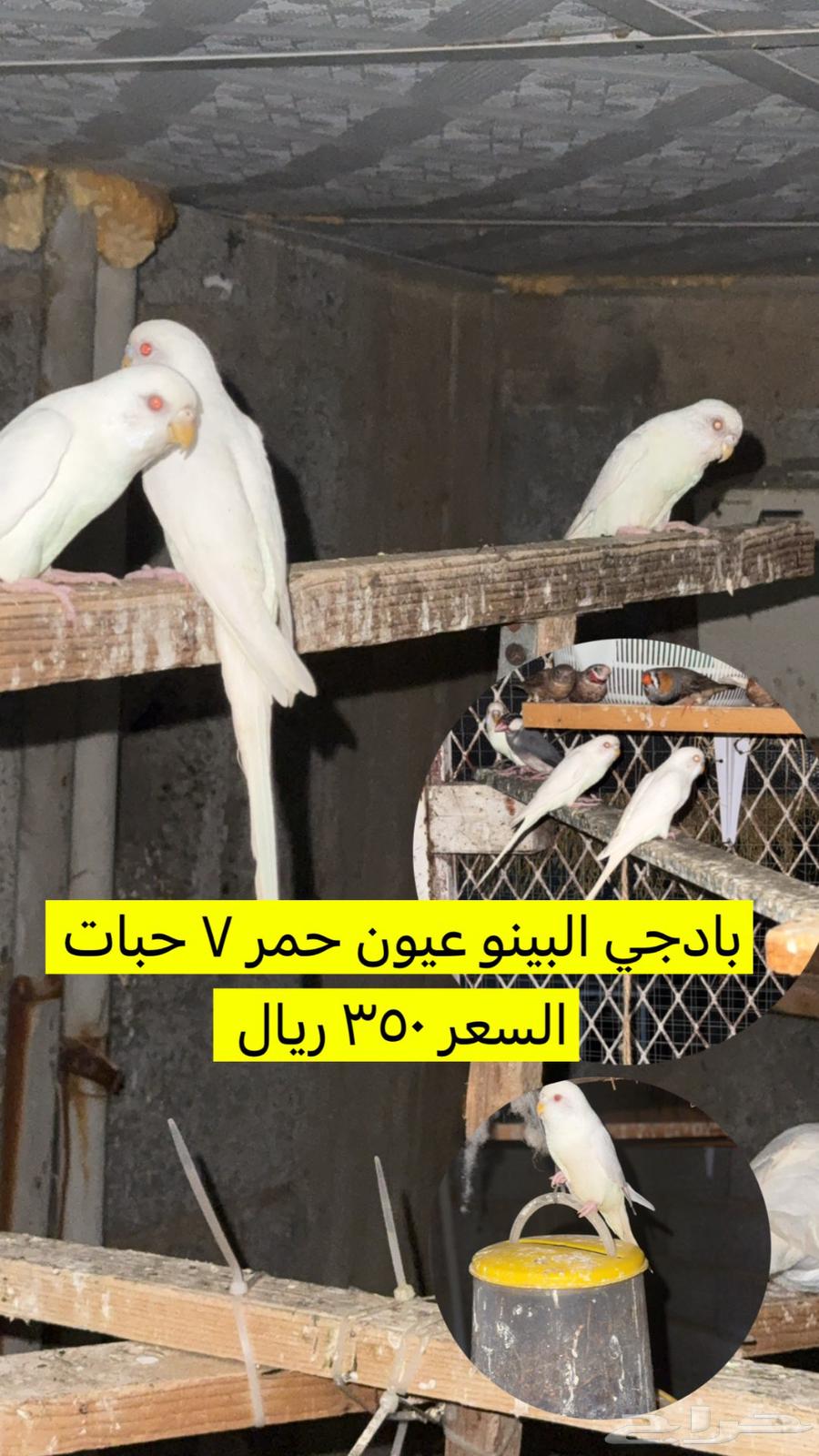 مجموعة طيور للبيع64424457755394111