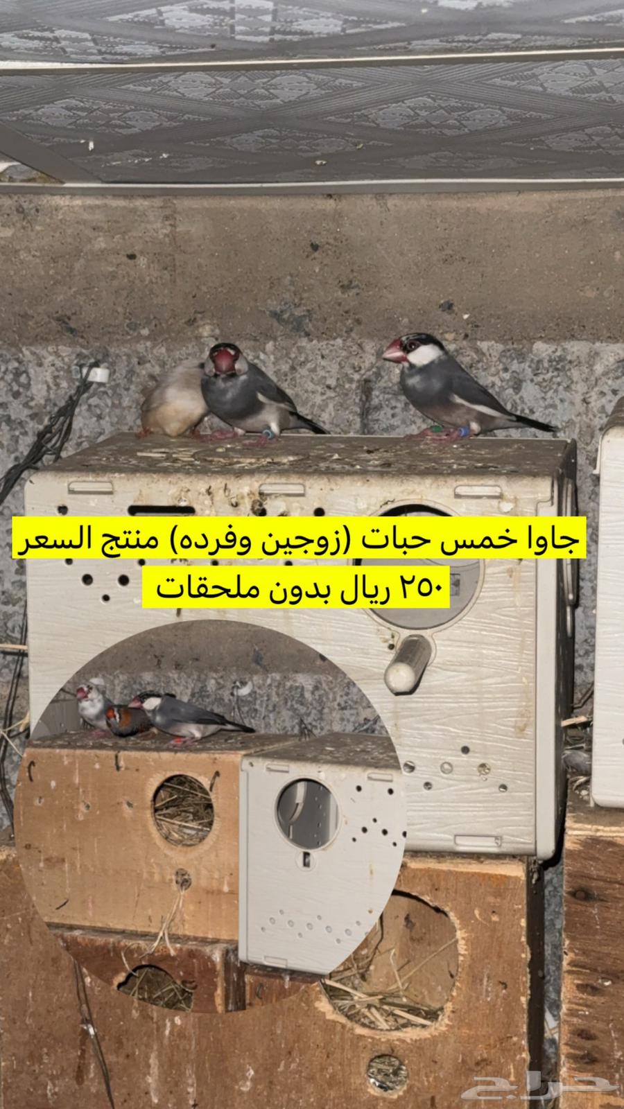 مجموعة طيور للبيع64424457755394110