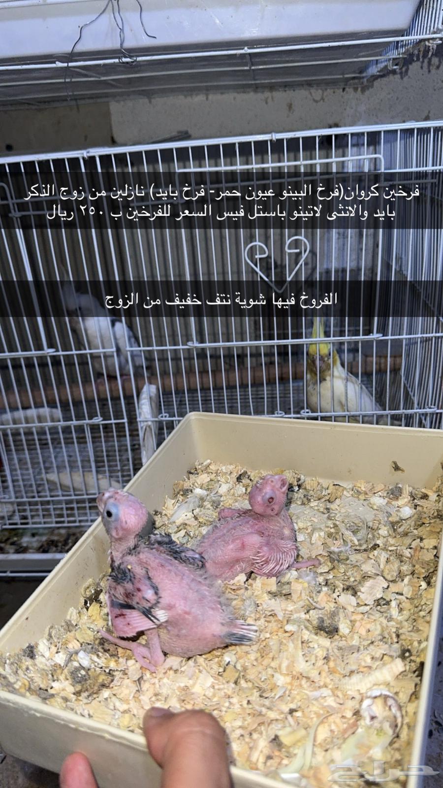 مجموعة طيور للبيع64424457755394112