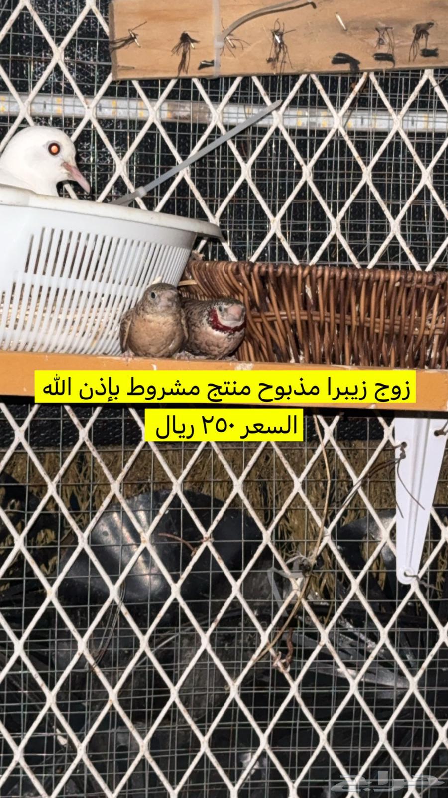 مجموعة طيور للبيع64424457755394113