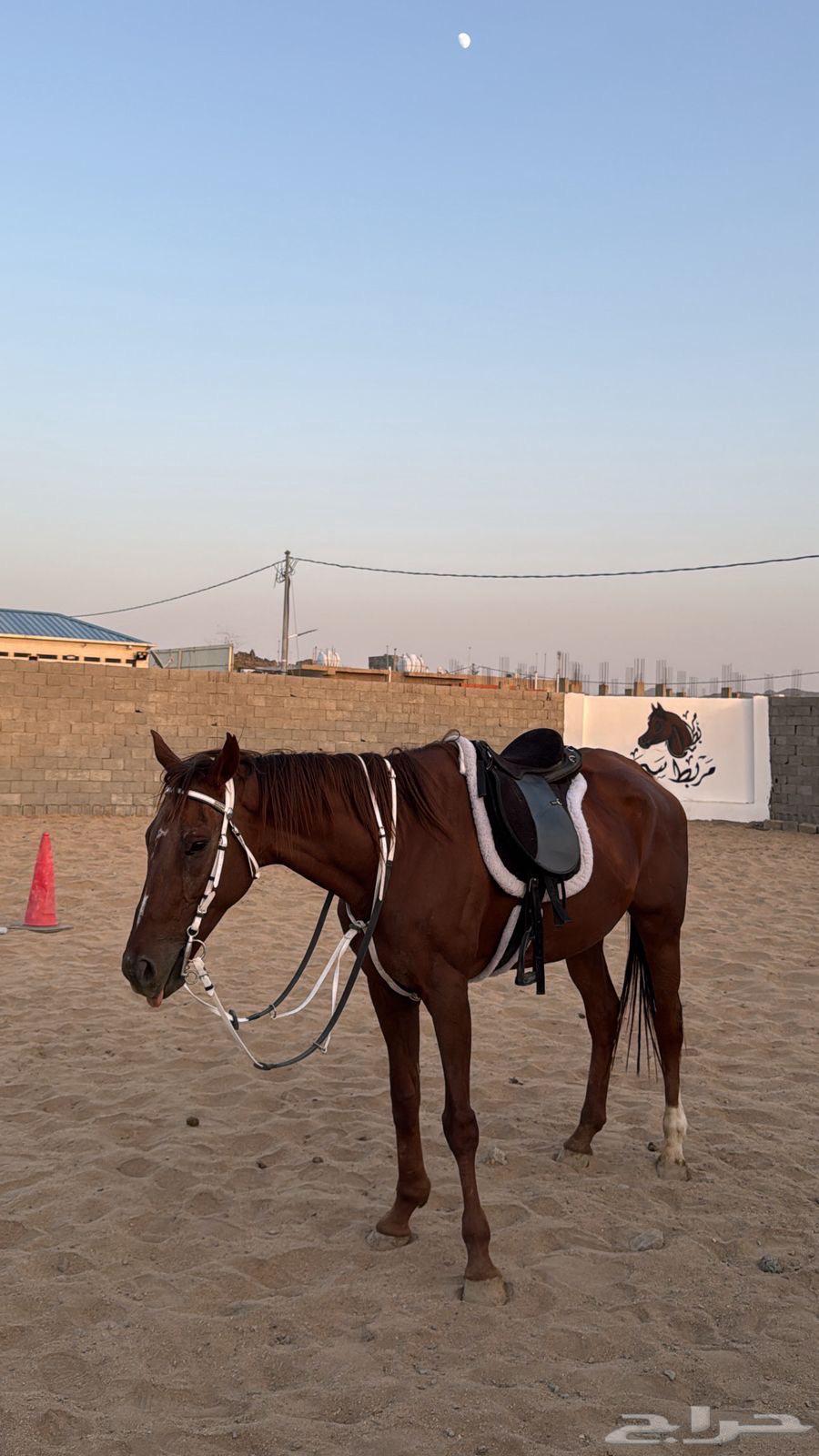 فرسين تدريب64425394906370112