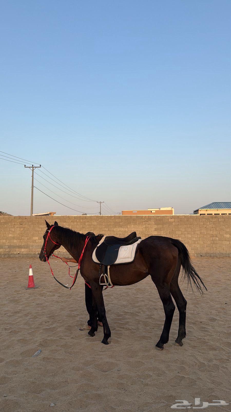 فرسين تدريب64425394906370110