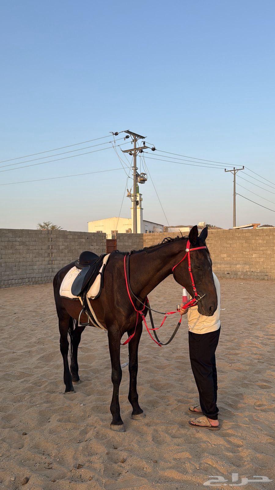 فرسين تدريب64425394906370111