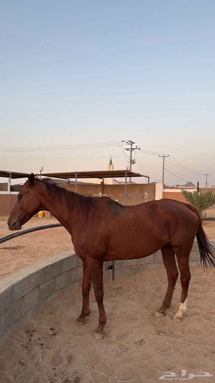 فرسين تدريب64425394906370113