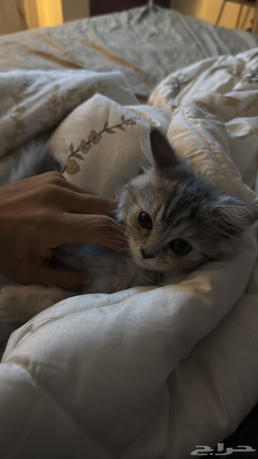 قطوه شيرازي للبيع64425824455298110