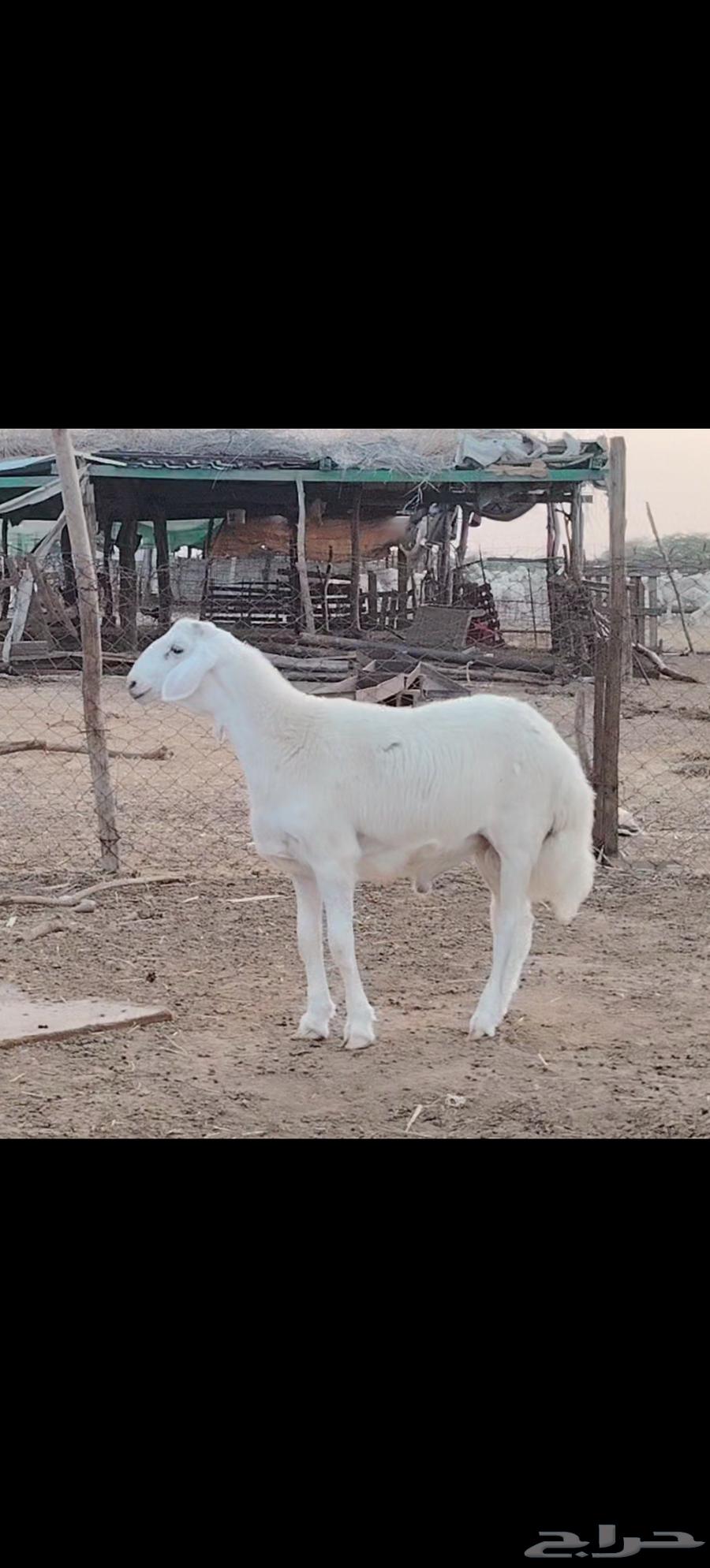 مشروع فحل ابرص تم البيع64426456668675111