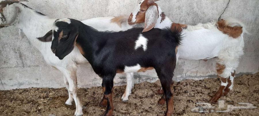 تيوس للبيع64422150818049112