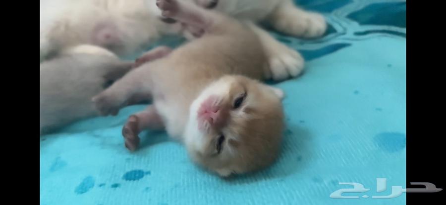 كيتن سكوتش فولد قولد وسلفر للبيع مع الام في جده64422327120515112