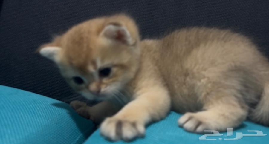 كيتن سكوتش فولد قولد وسلفر للبيع مع الام في جده64422327120515111