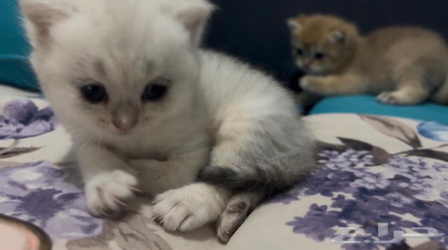 كيتن سكوتش فولد قولد وسلفر للبيع مع الام في جده64422327120515110