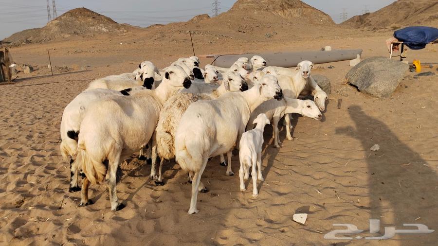 Fresh sheep for sale at one location64423756940675110