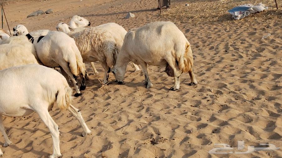 Fresh sheep for sale at one location64423756940675111