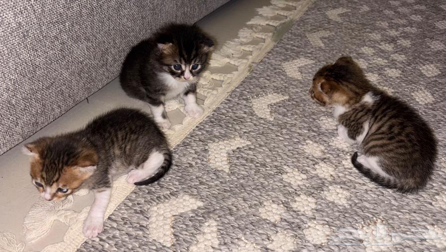 Kittens for sale, playful Persian kittens64426012775681110