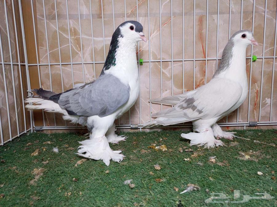 شيرازيات بارلس ولافندر64420431763073112