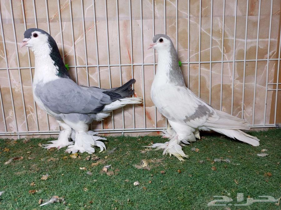 شيرازيات بارلس ولافندر64420431763073111