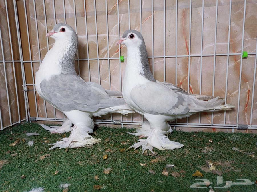 شيرازيات بارلس ولافندر64420431763073113