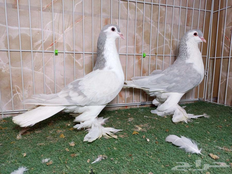 شيرازيات بارلس ولافندر64420431763073114