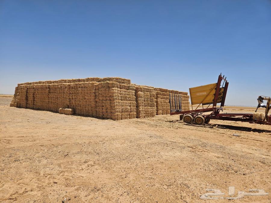 New wheat straw this year64420485888259110