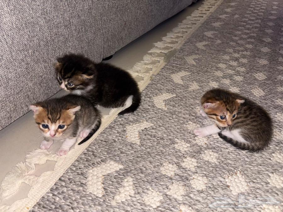 Kittens for sale, playful Persian kittens64426012775681111