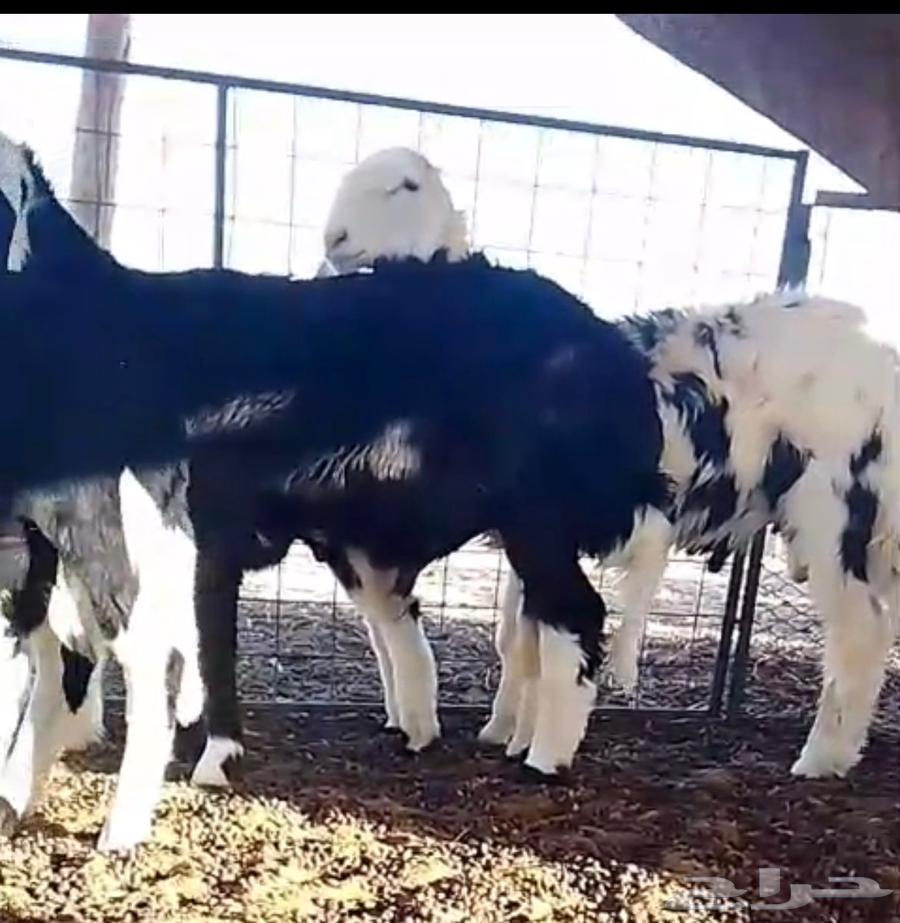 ذبايح للبيع64422788344578110