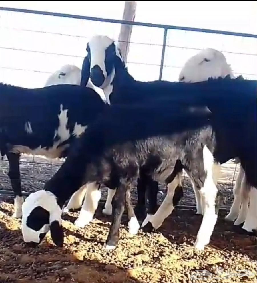 ذبايح للبيع64422788344578111