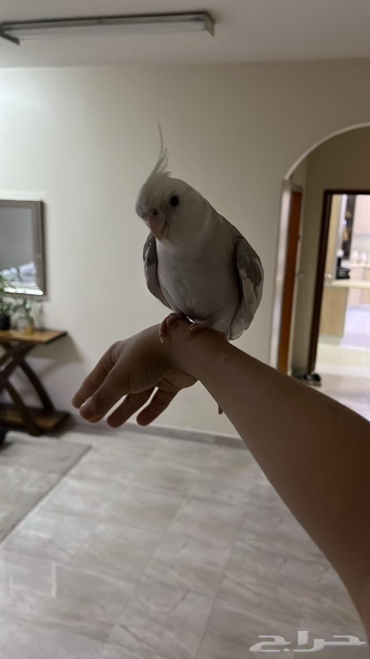 طائر للبيع كراون64433283480833110