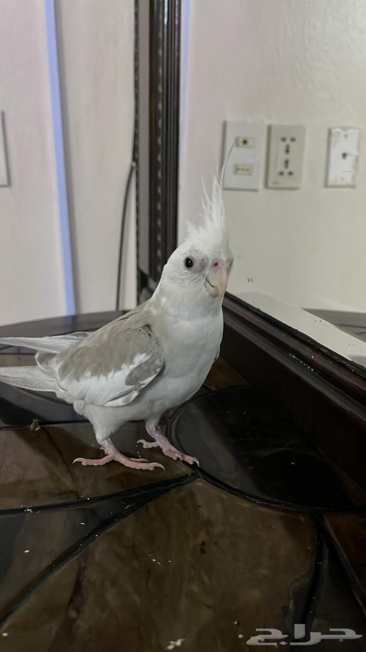 طائر للبيع كراون64433283480833111