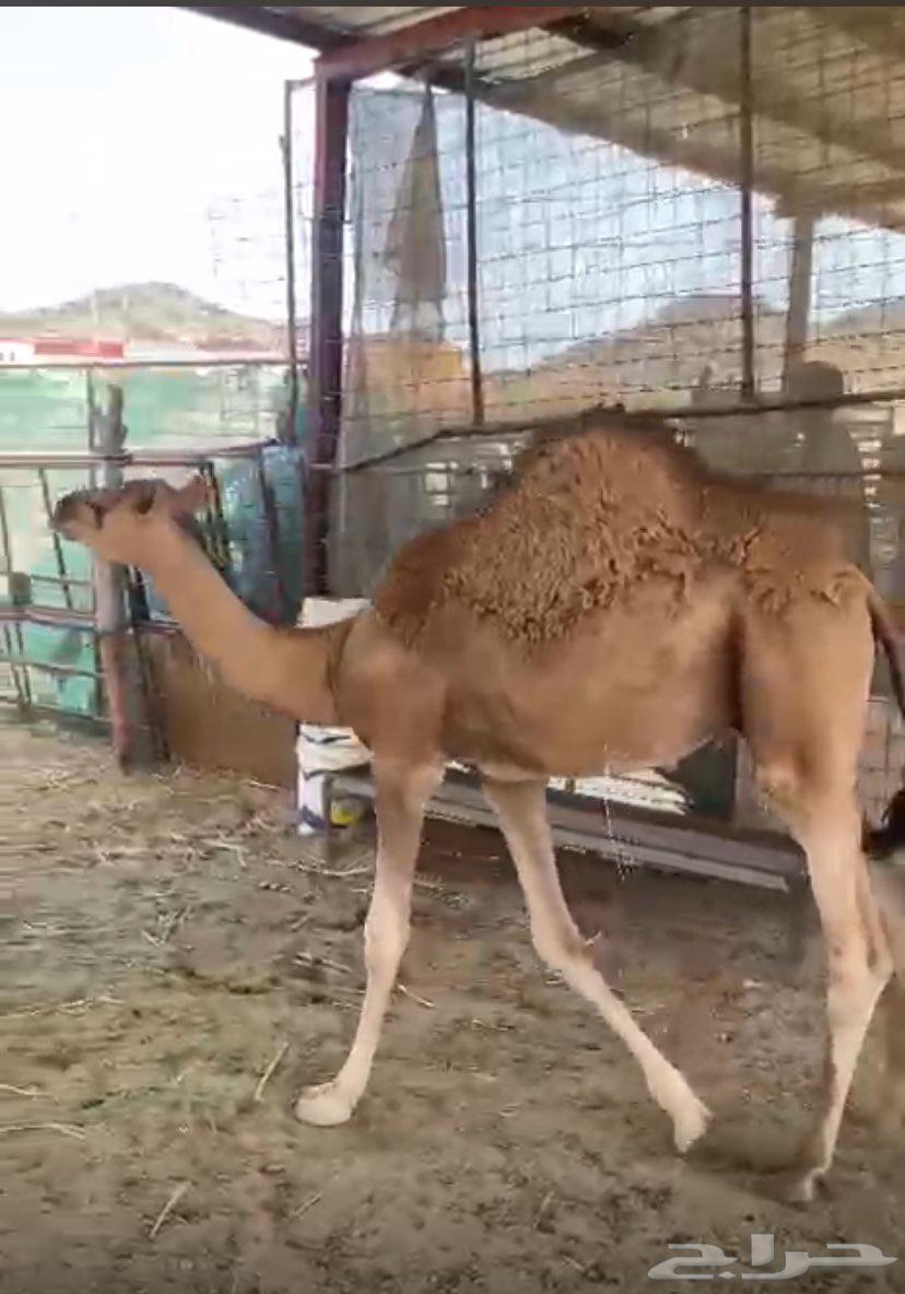 قعود ابو 8 اشهر64428671109250110