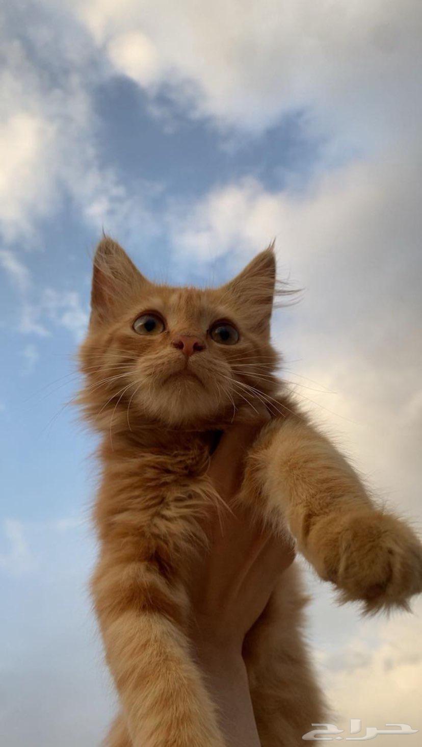 قط للبيع العمر 4 شهور64433553032450110