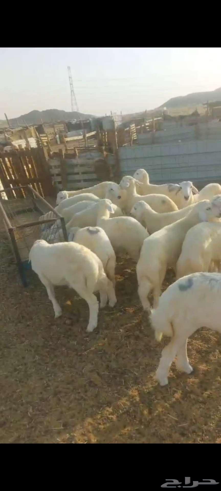 بهم شعرة وتيوس ثلاجة طلعات64427771023363112