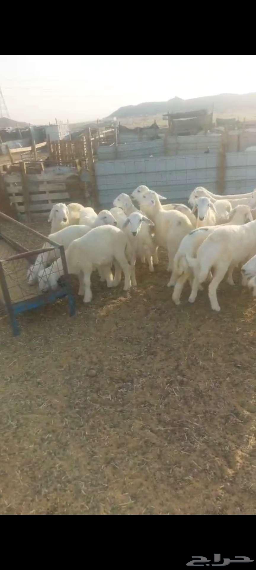 بهم شعرة وتيوس ثلاجة طلعات64427771023363114