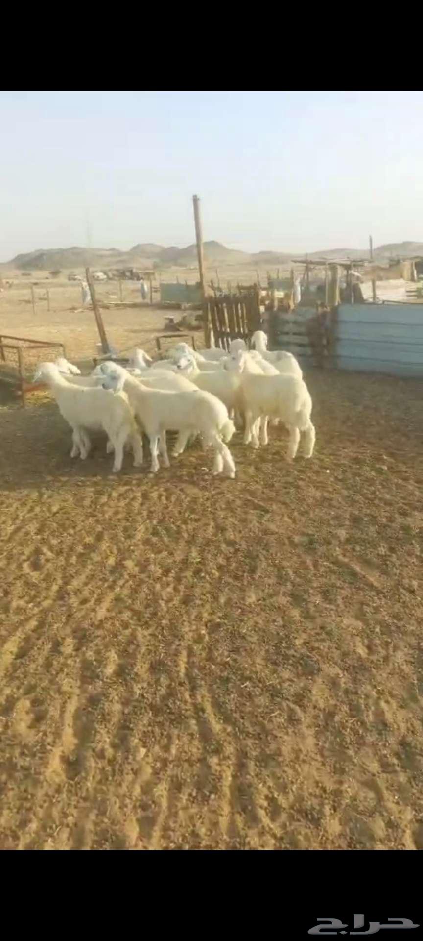 بهم شعرة وتيوس ثلاجة طلعات64427771023363113