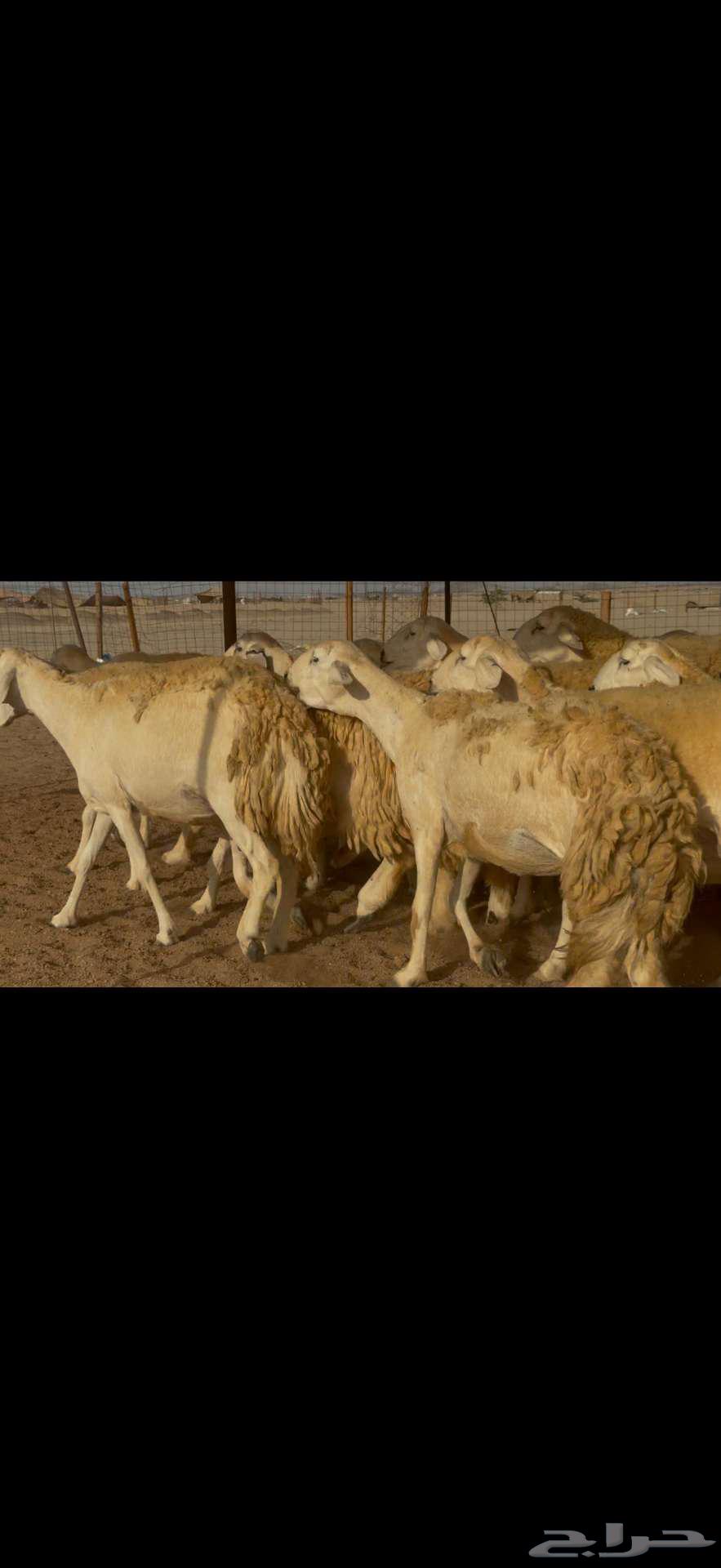 تم البيع خارج الموقع64433026544641113