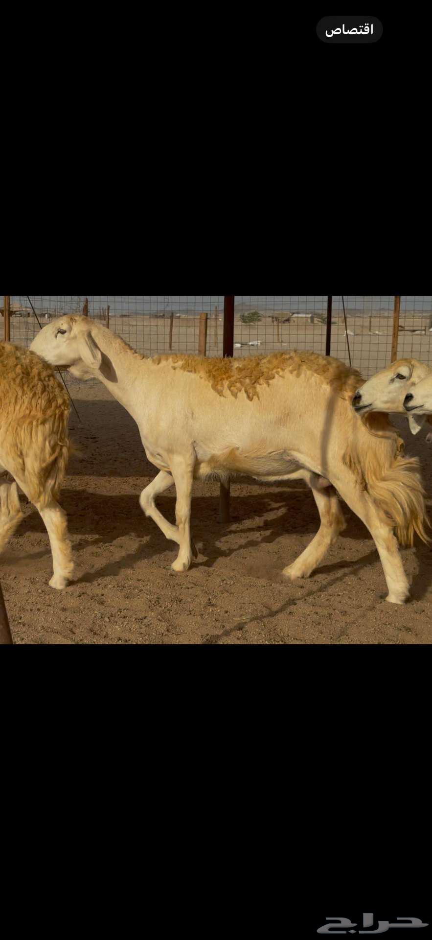 تم البيع خارج الموقع64433026544641110