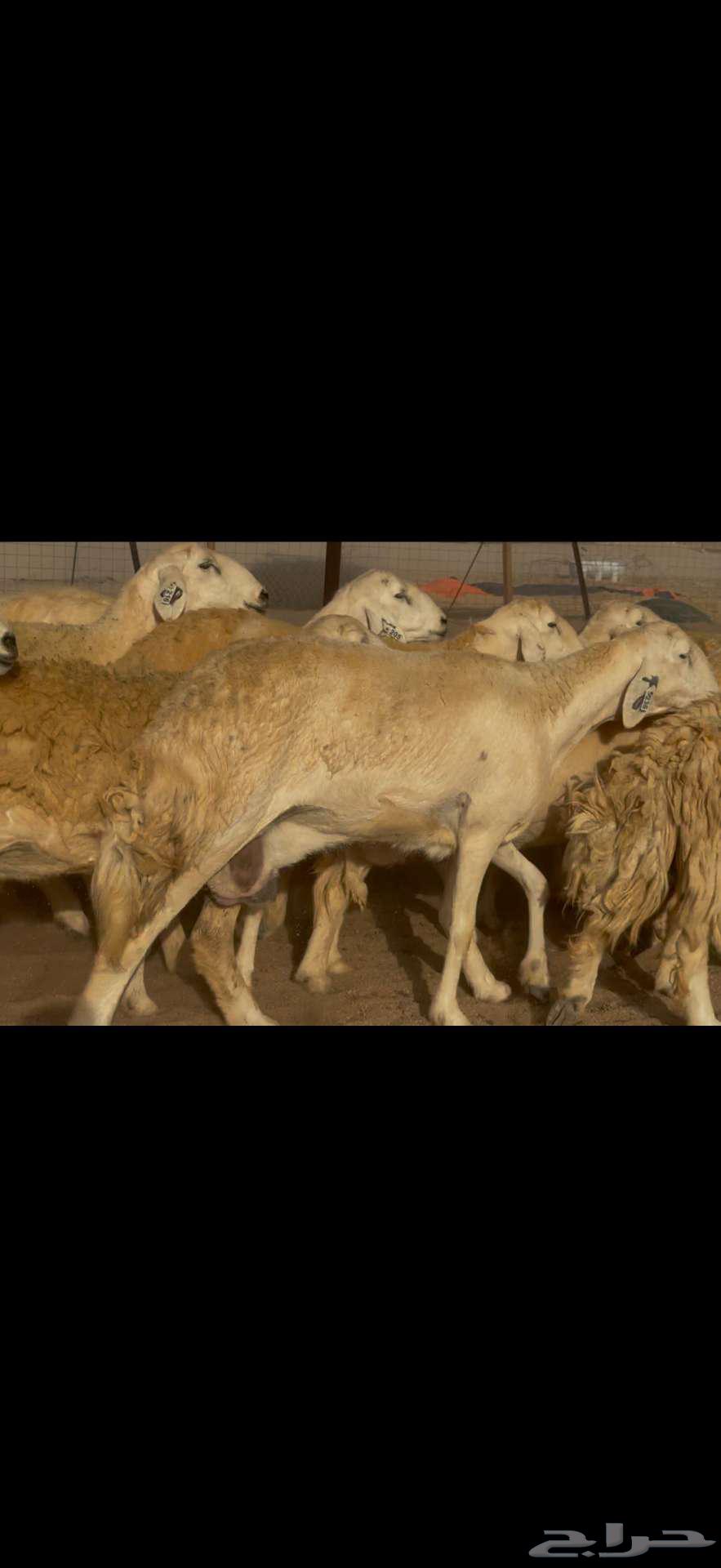 تم البيع خارج الموقع64433026544641112