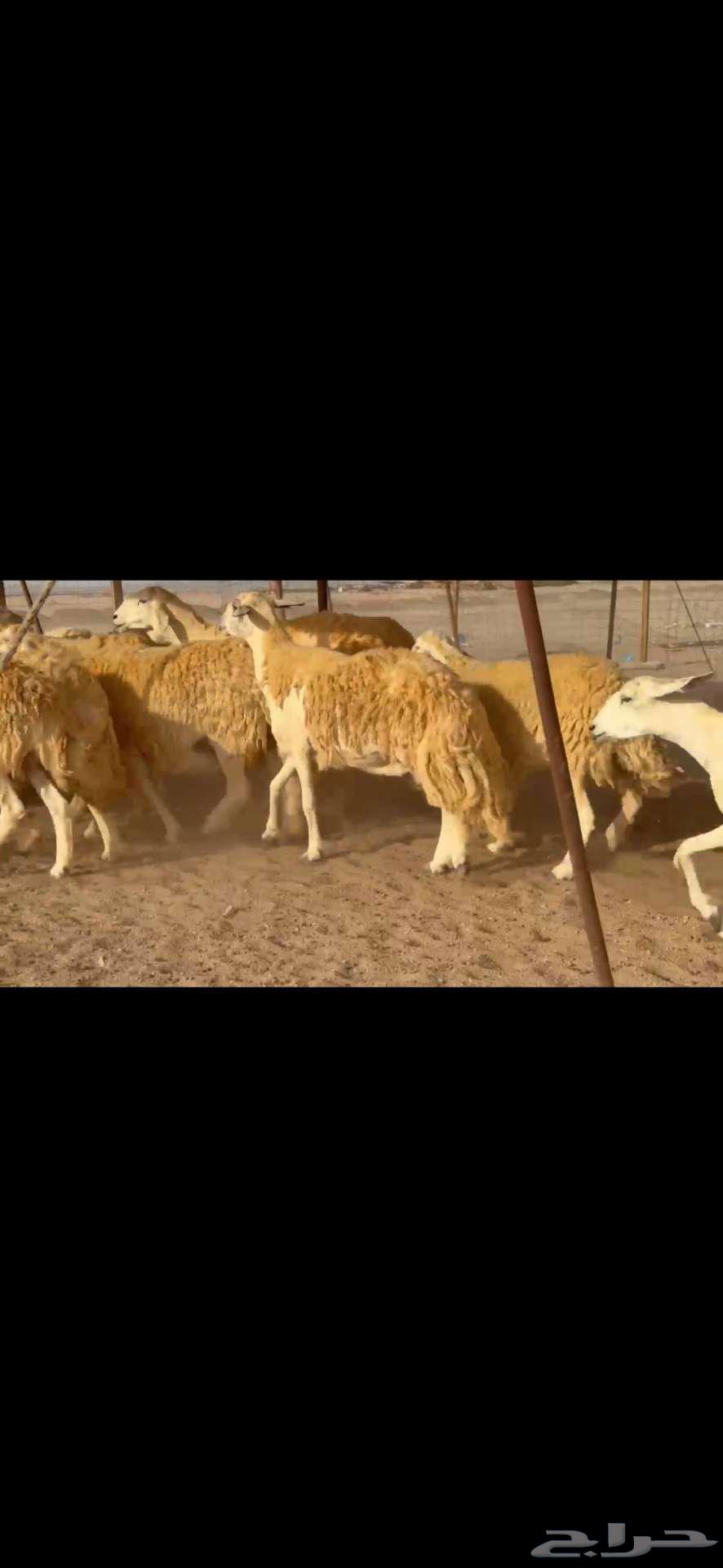 تم البيع خارج الموقع64433026544641114