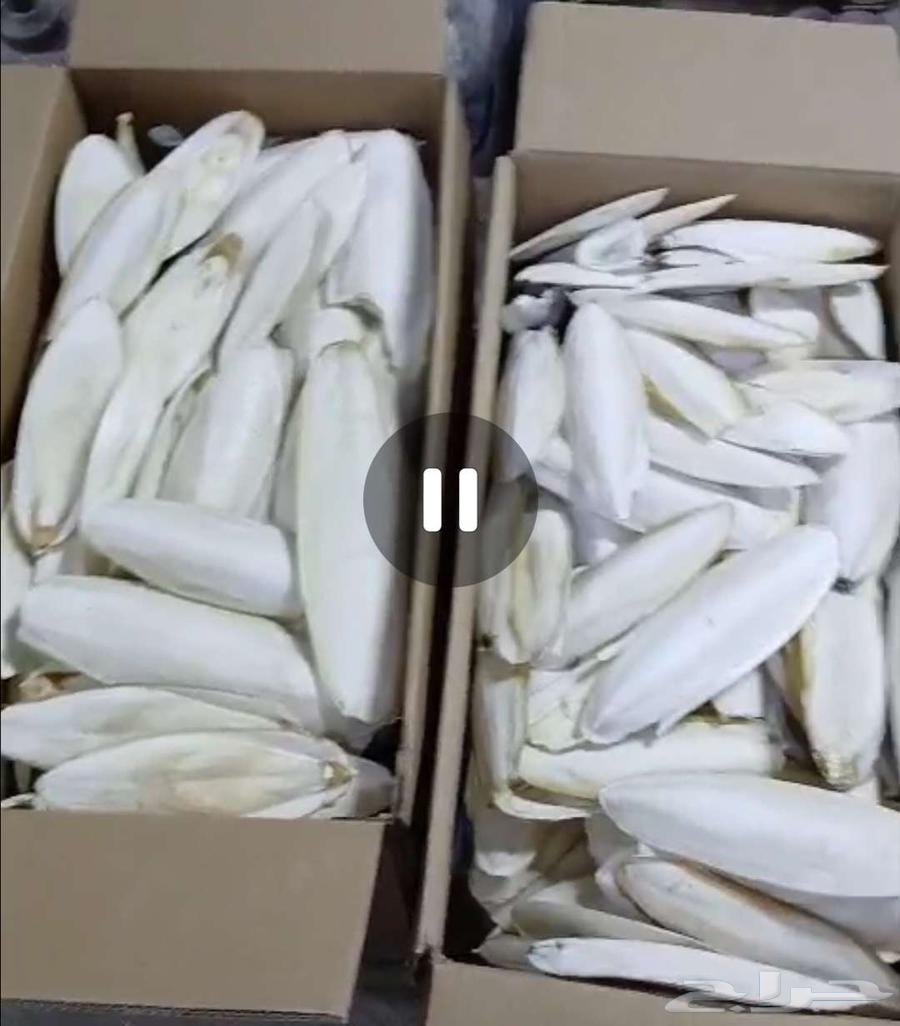 Squid bones (Kathak) (All quantities sold)64426901527425110