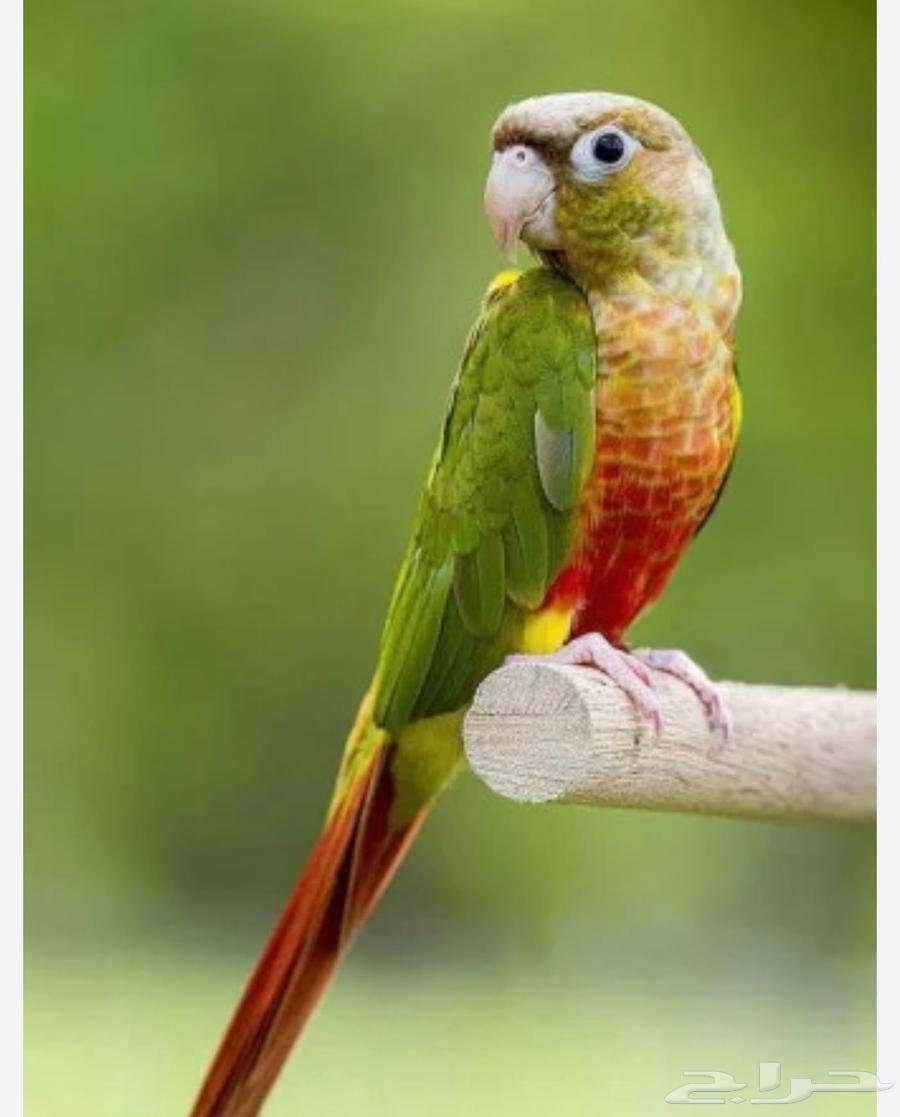 ببغاء كينور اناناس64429722002819110