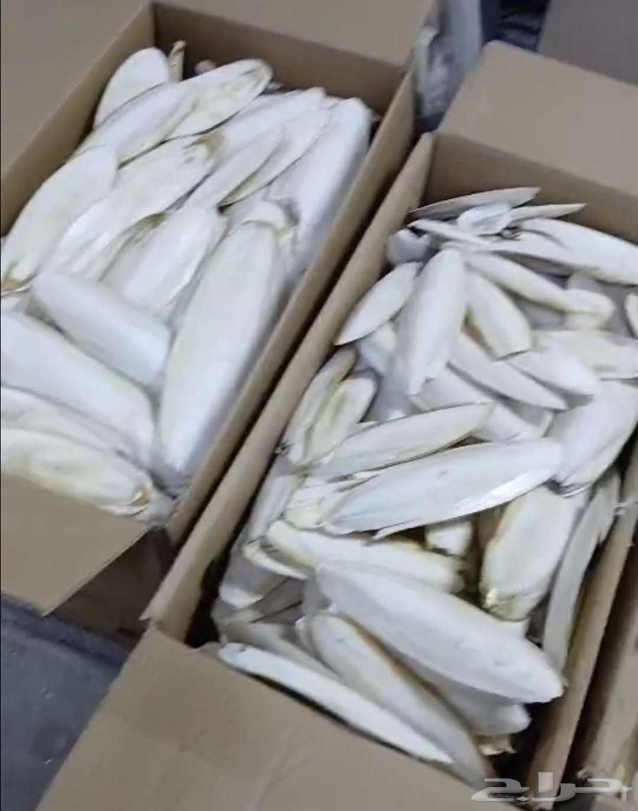 Squid bones (Kathak) (All quantities sold)64426901527425111