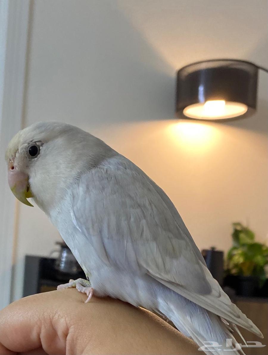 Bird of the day64433094251522110