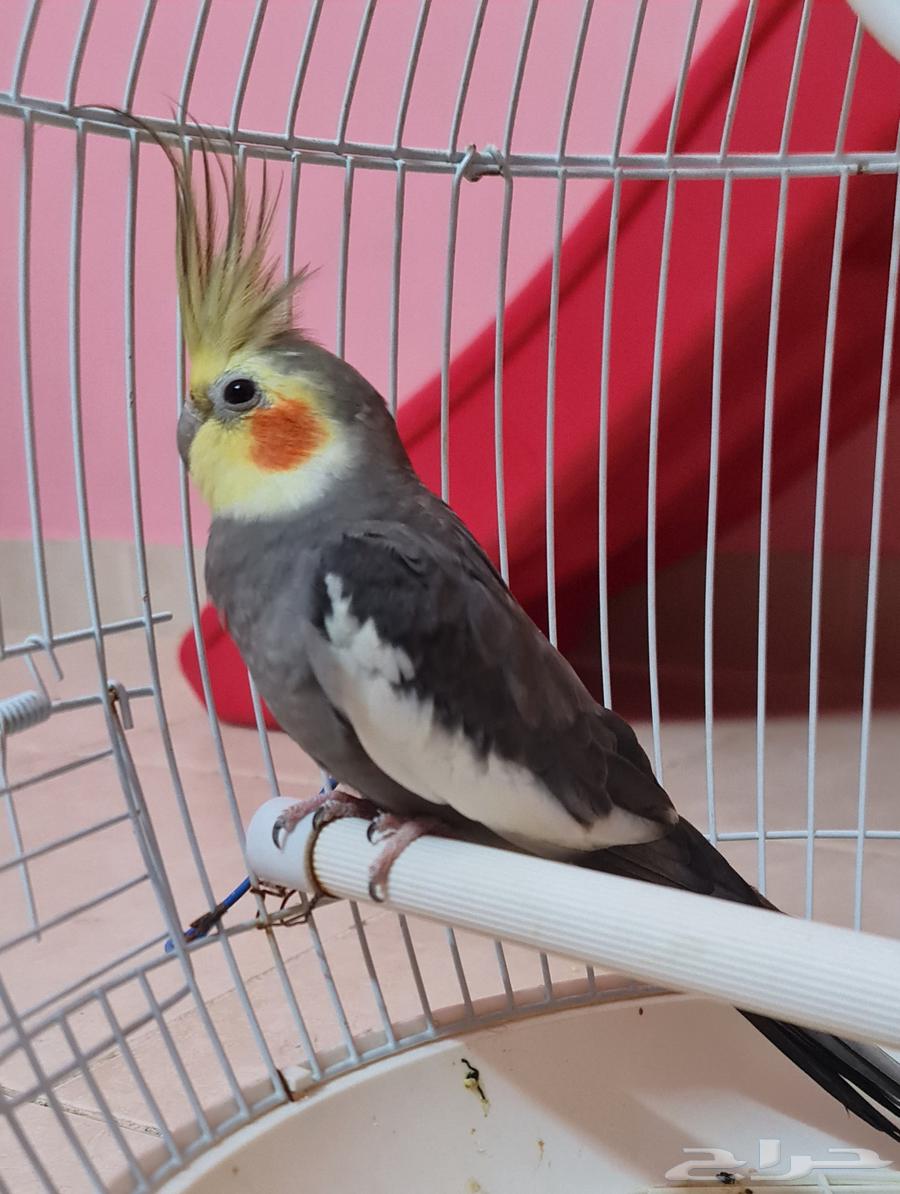 Crown case64433579724929111