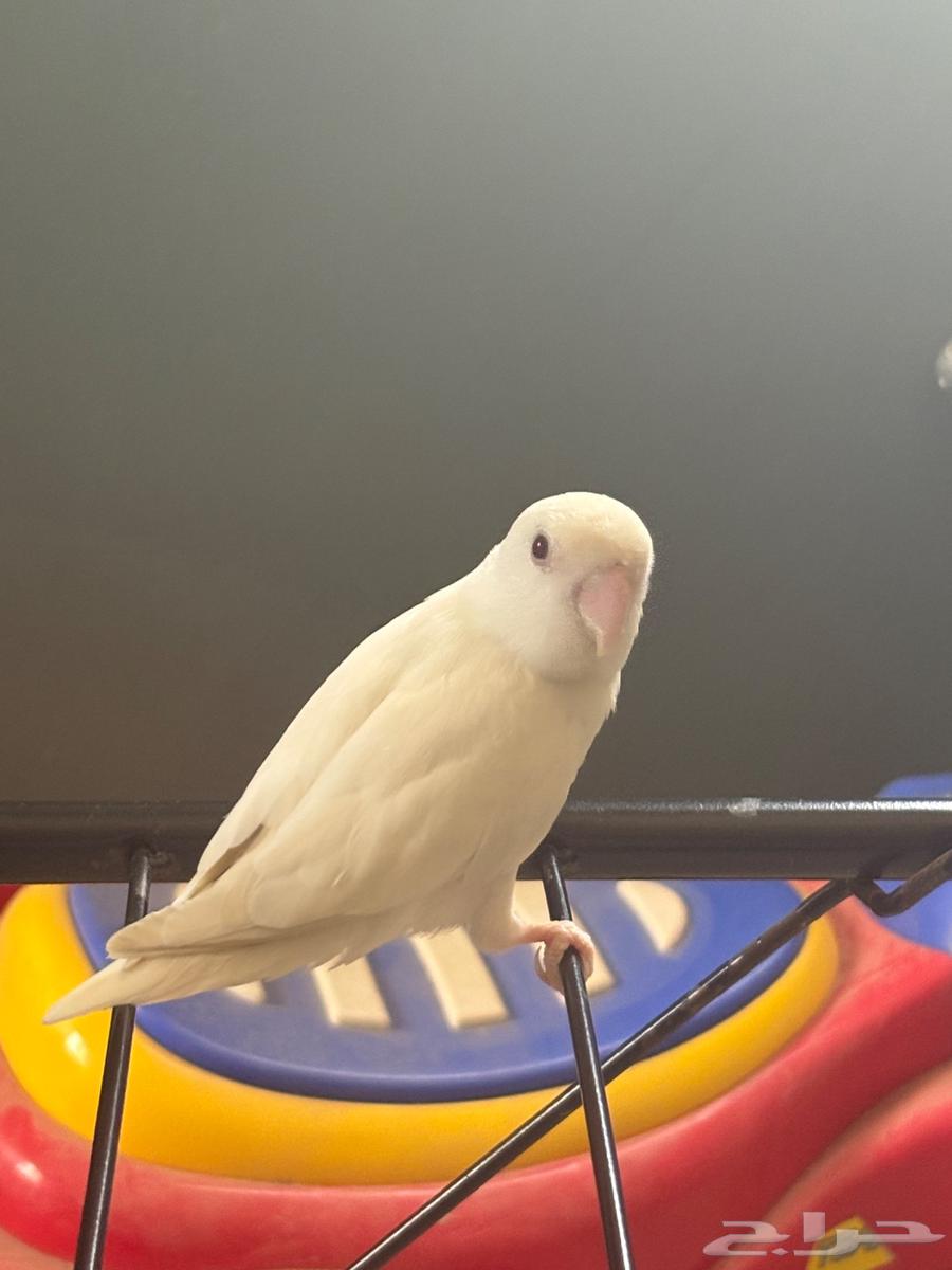 فرصه لمحبي -الطيور64428336086018111