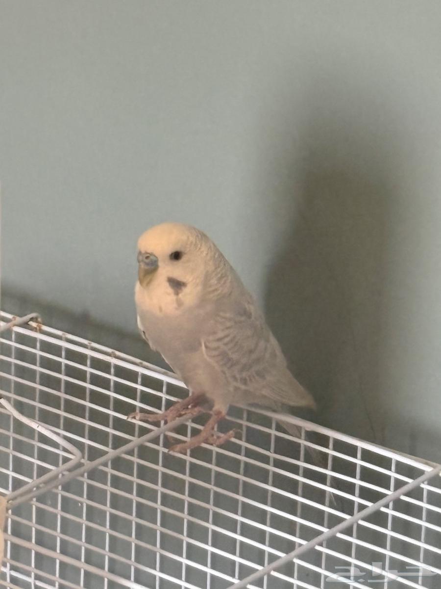 فرصه لمحبي -الطيور64428336086018113