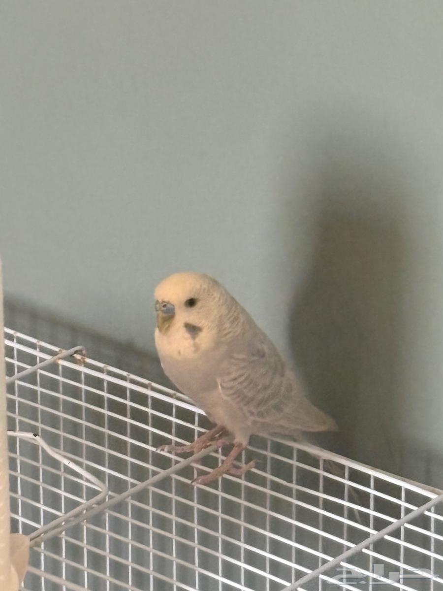 فرصه لمحبي -الطيور64428336086018110