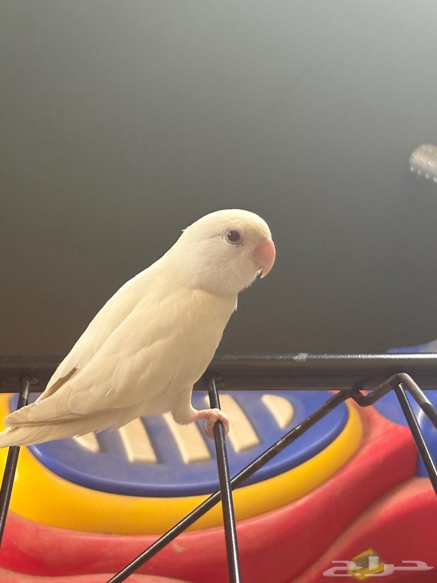 فرصه لمحبي -الطيور64428336086018112