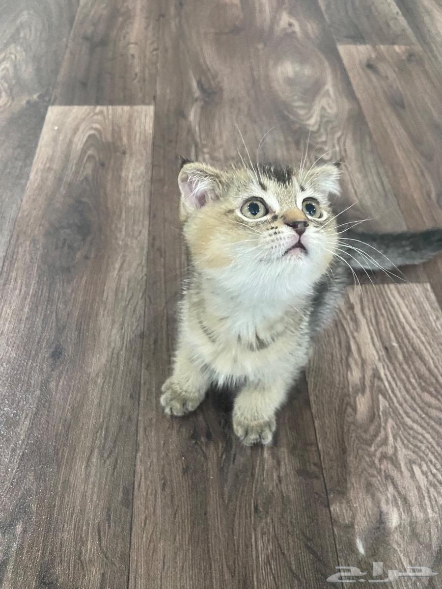قطة سكوتش فولد هجين للبيع بعمر ثلاث شهور64429197111554110
