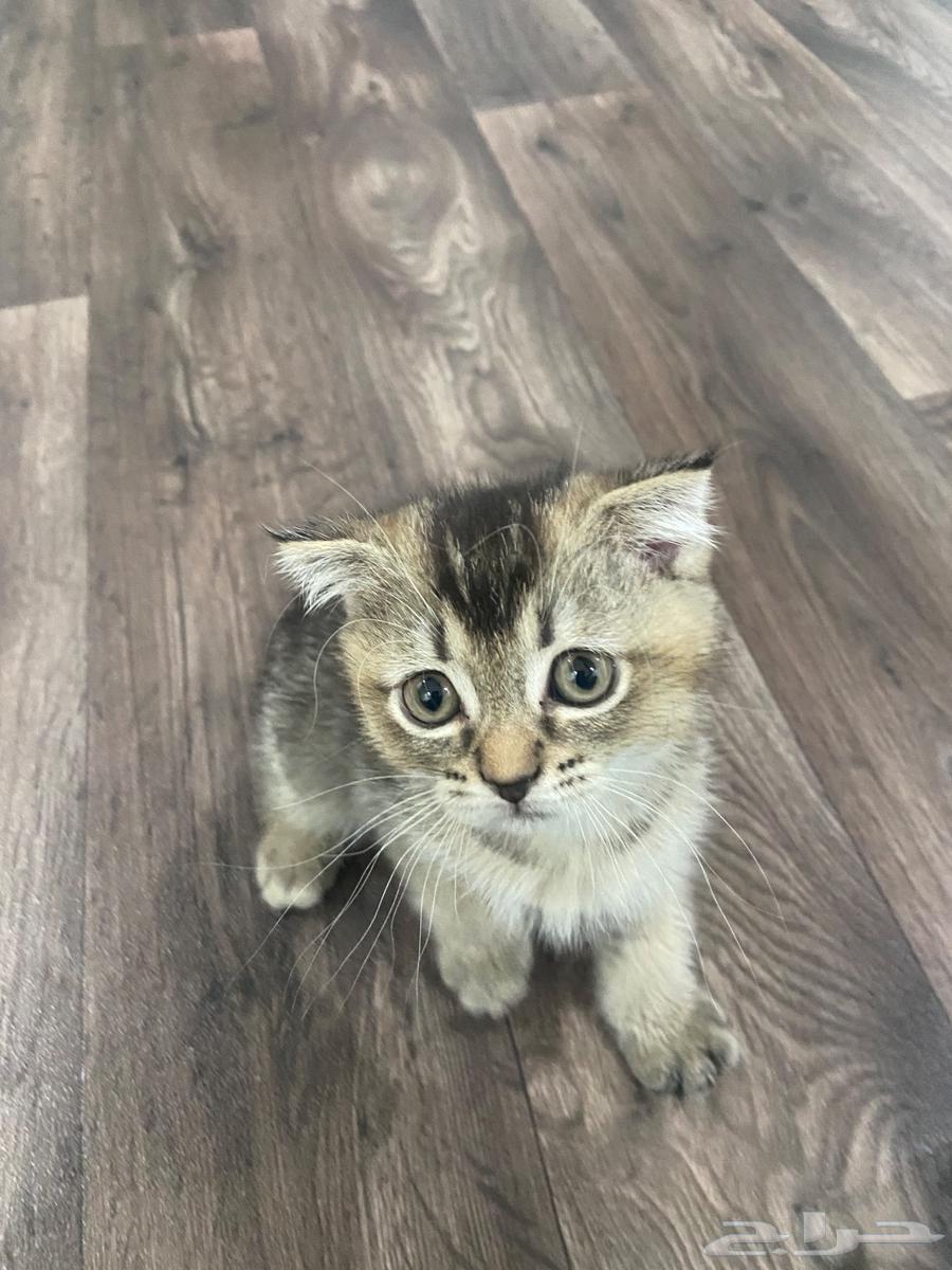 قطة سكوتش فولد هجين للبيع بعمر ثلاث شهور64429197111554111