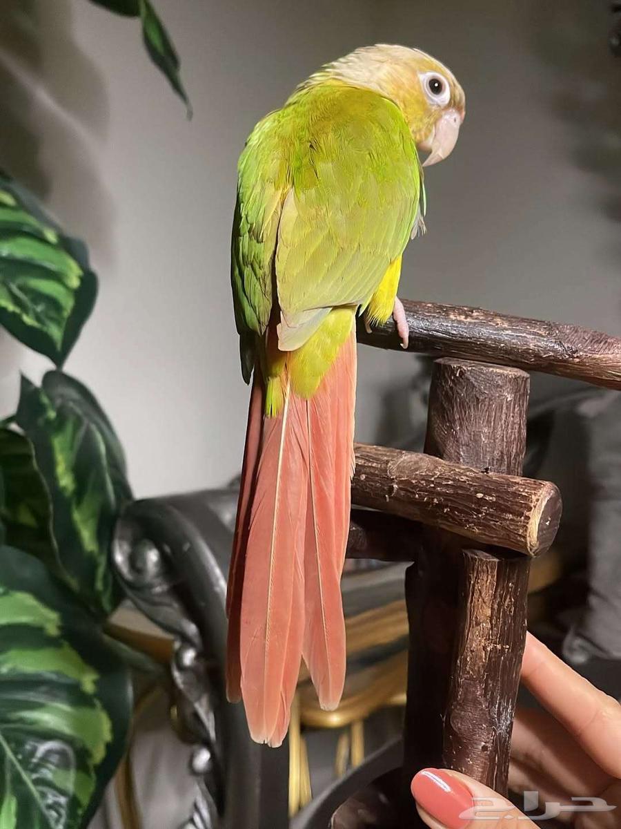For sale pineapple-colored Sun Conure, strong coloring, very tame and playful64429708458626113