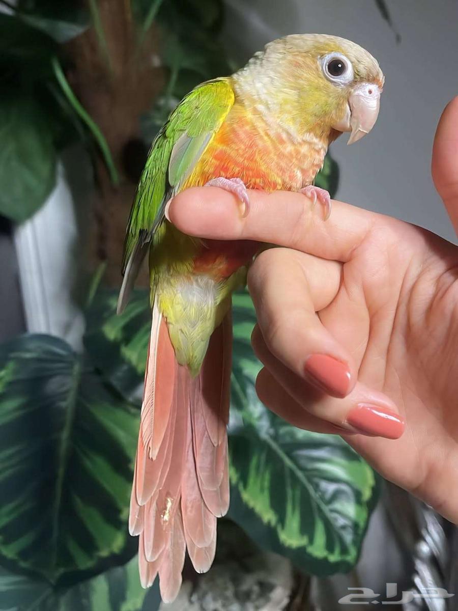 For sale pineapple-colored Sun Conure, strong coloring, very tame and playful64429708458626110
